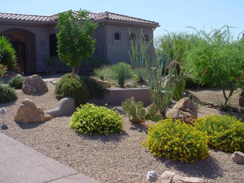 Frontyard mixed plantings with mostly native desert plants. 